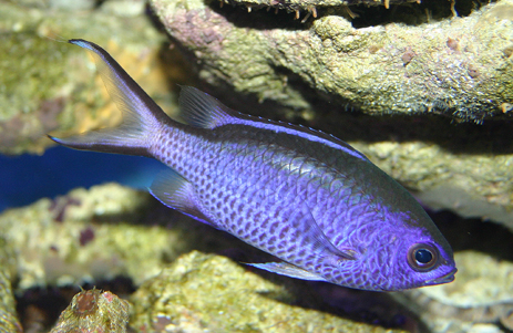 Blue Chromis Damselfish saltwater aquarium reef fish 