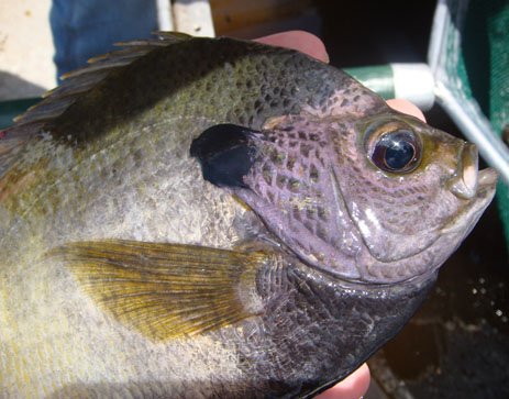 Bluegill Florida Brim bream panfish