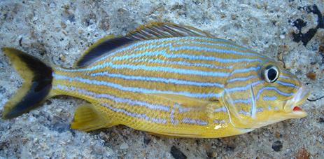 Bluestriped Grunt blue striped tropical fish Florida fishing