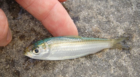 Greenback Scaled Sardine Florida fishing white bait
