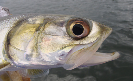 Ladyfish Elops saurus Poor man's Tarpon Florida fishing