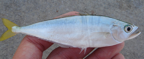 Leatherjacket small mackerel fish Florida Fishing