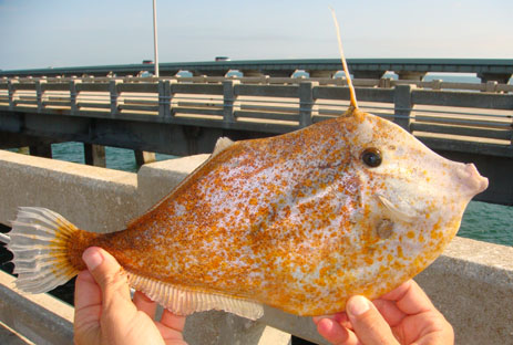 Orange Filefish Florida