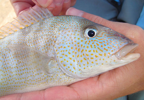 Pigfish grunt baitfish Florida