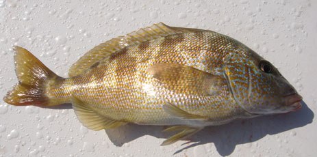 Pigfish whole Florida