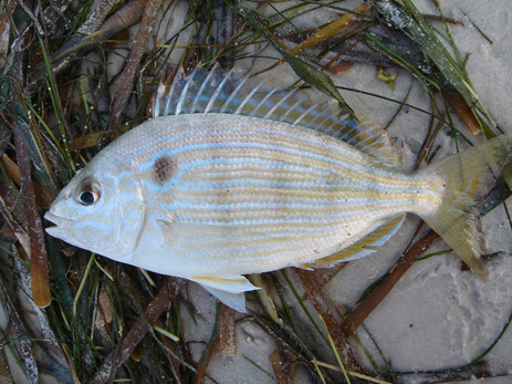 Pinfish Sailor's Choice bait fish Florida Gulf of Mexico Atlantic