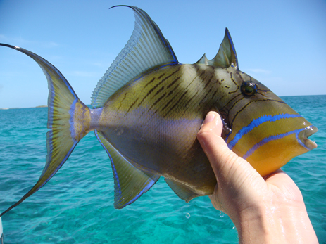 Queen Triggerfish Fishing Florida Carribbean
