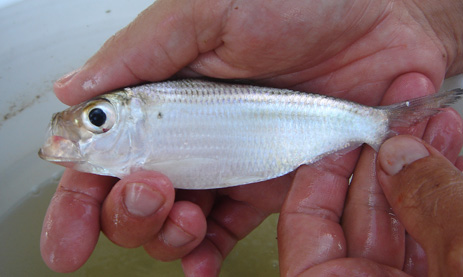 Scaled Sardine Greenback White bait fish Florida