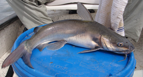 Hardhead Catfish Sea catfish mudcat Fishing Florida