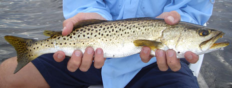 Spotted Seatrout Speckled trout specks