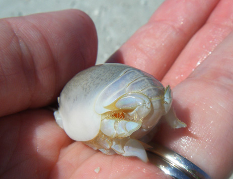 Sand Crab sand flea beach hoppers pompano bait Florida
