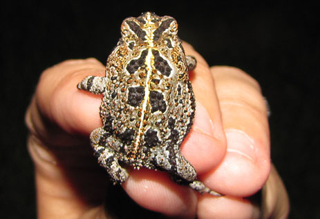 Oak Toad back markings Florida frogs