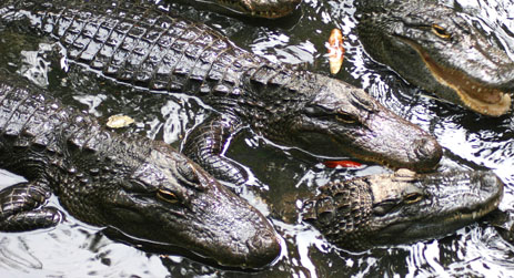 Young Alligators