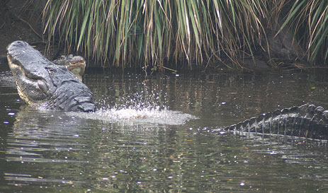 Alligator Bellowing