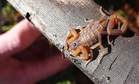 Florida Bark Scorpion Slenderbrown scorpion large 