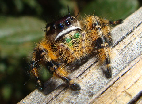 Jumping Spider Canopy jumping spider