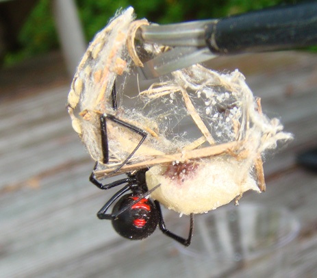 Black Widow Spider with egg sack Florida