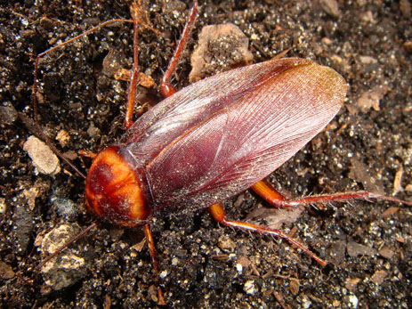 American Cockroach brown roach