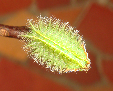 Crowned slug caterpillar green fuzzy bug