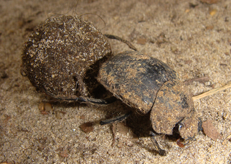 Humpback dung beetle Florida