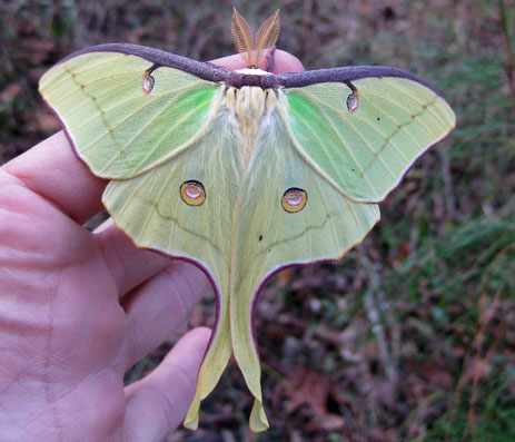 Luna moth big yellow green moth
