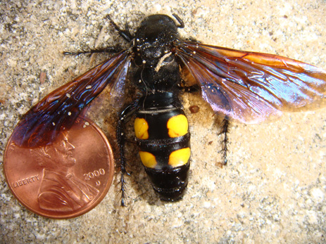 Scoliid Wasp with penny showing size Florida