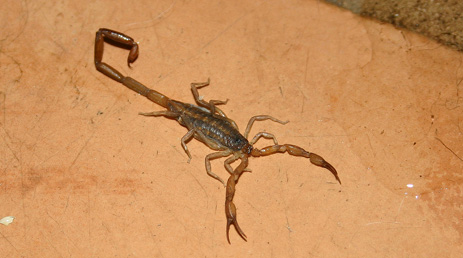 Florida striped Scorpion