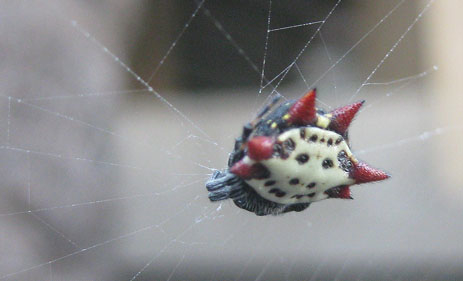 Spiny Orb Weaver Michele Williams Florida Spider