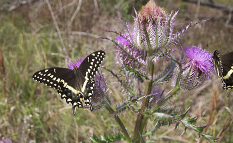 Swallowtail butterfly Palamdes swallowtail back and yellow butterflies Florida