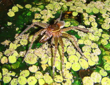 Fishing spider water Spider with minnow Florida