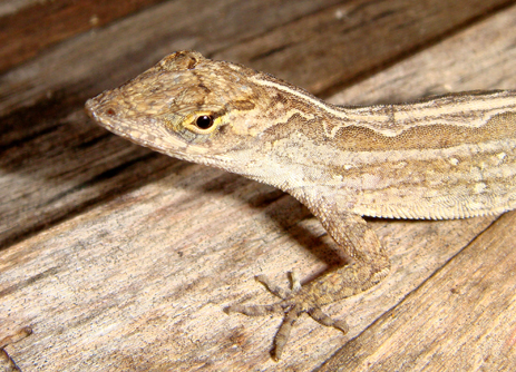 Brown Anole head
