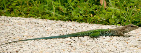Giant Amervia Kelly Carregal Florida non-native lizards