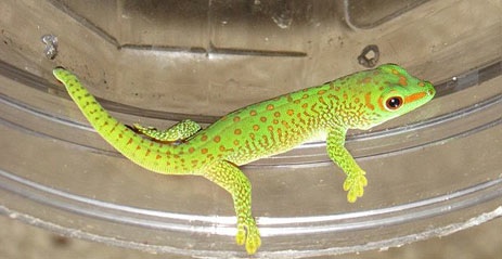 Madagascar Giant Day Gecko Travis Blunden Florida Juvenile