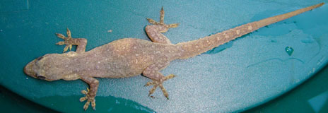Whole body Indo-Pacific Gecko Florida