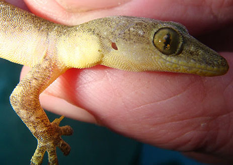 Indo-Pacific Gecko florida gecko