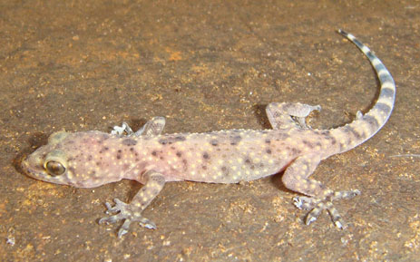 Mediterranean Gecko clear skin translucent skin