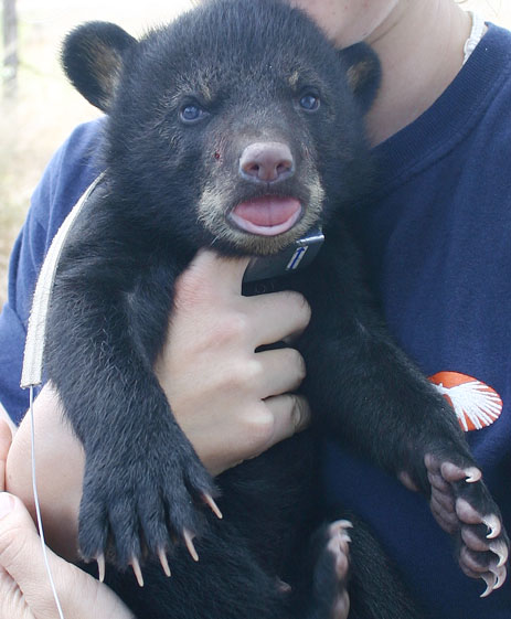 Florida Black Bear cub with Radio collar