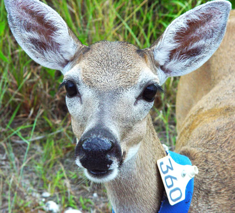 Key Deer with radio collar