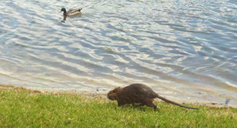 Nutria coypu rodent water Florida invasive 