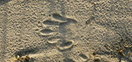 Raccoon foot print
