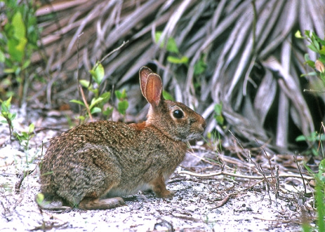 Marsh Rabbit Swamp Rabbit