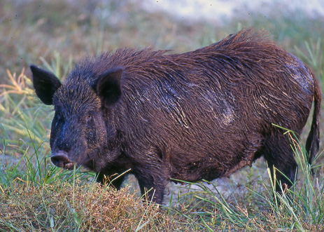 Wild Pig Wild Boar