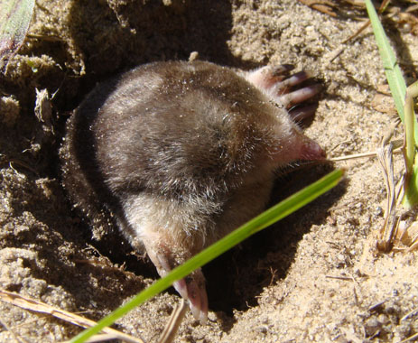 Eastern Mole in the ground Florida