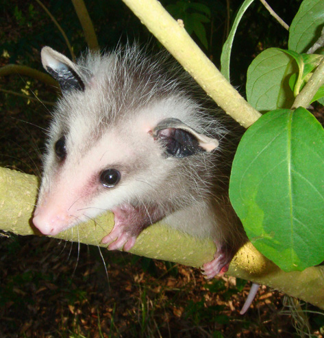 Opossum baby possum