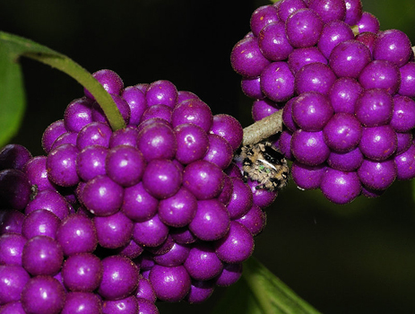 American Beautyberry shrub purple berries