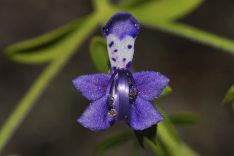 Blue curls flower Florida native plant