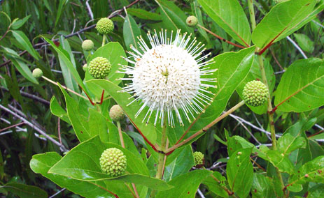 buttonbush shrub flower