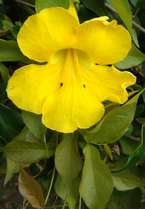 Cats Claw vine Yellow flower Florida