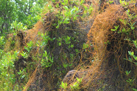 Dodder parasite vine orange yellow climbing vine Florida