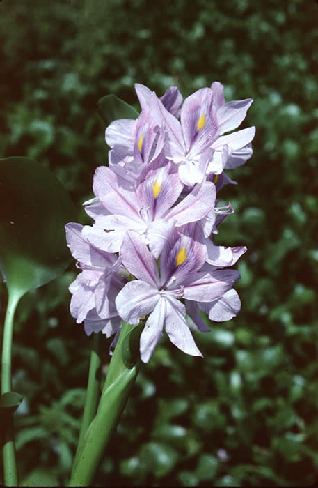 Water hyacinth Flower purple Florida